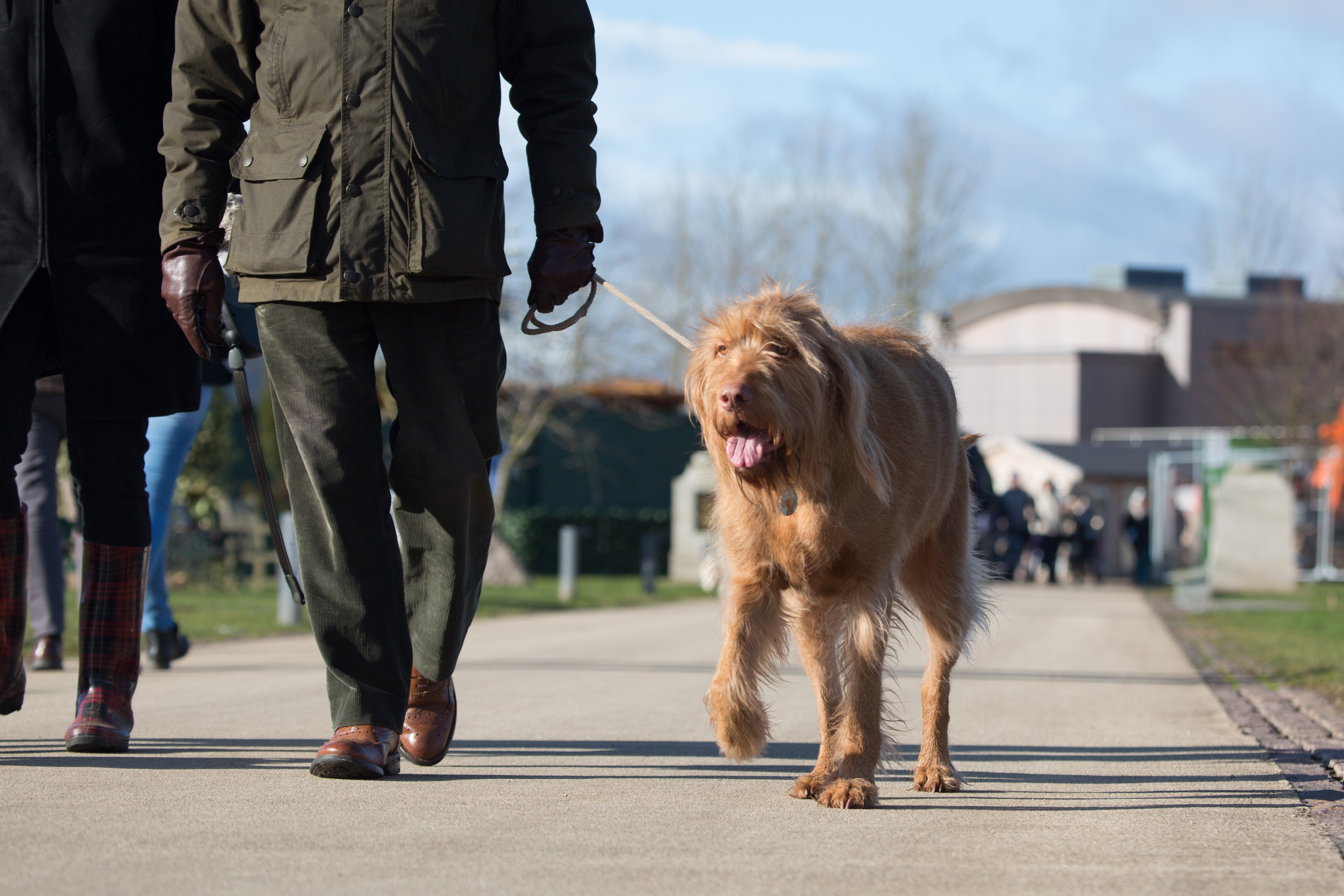 Dogs at the Arboretum