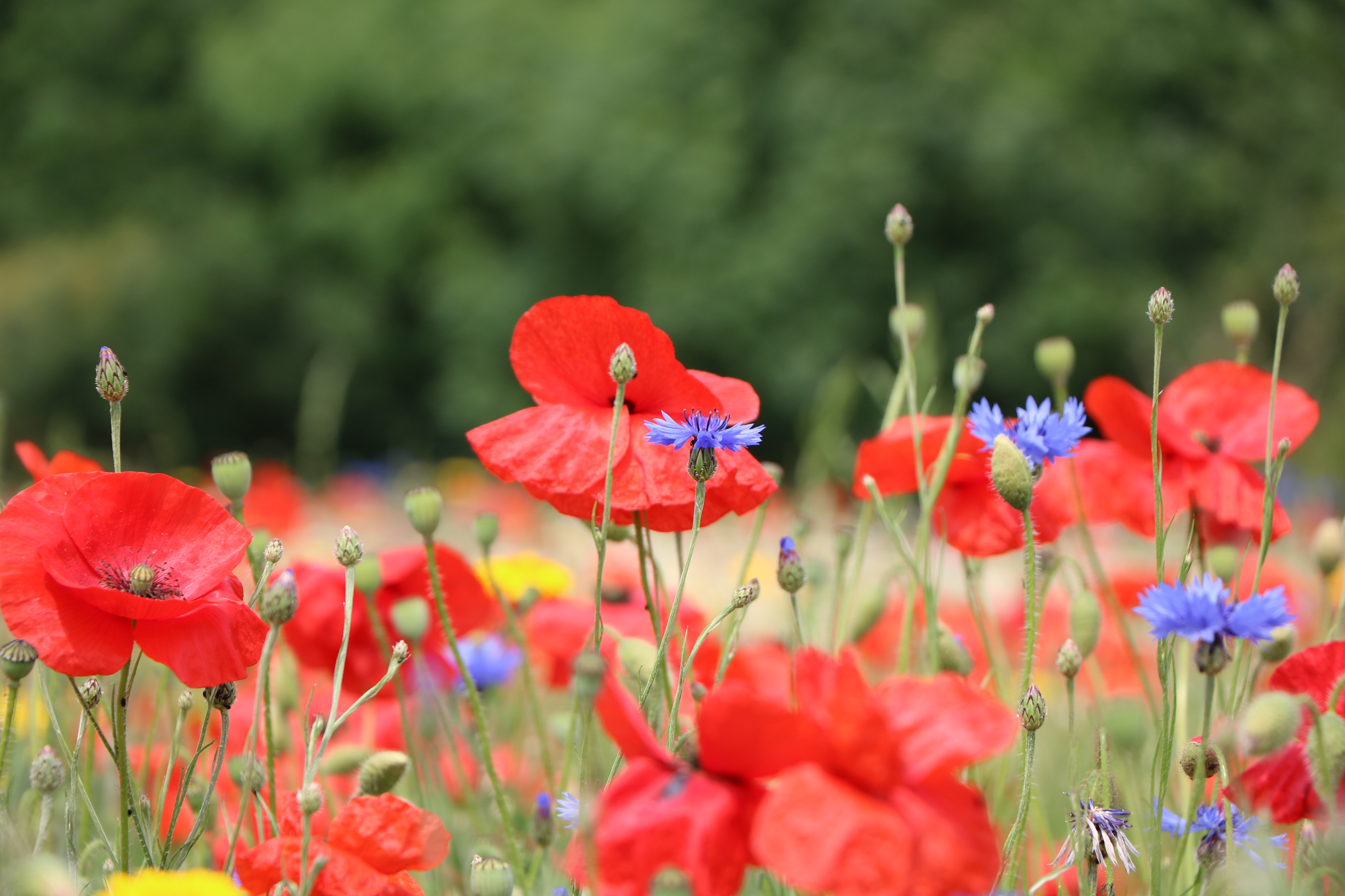 Image of the Royal British Legion Poppy Field