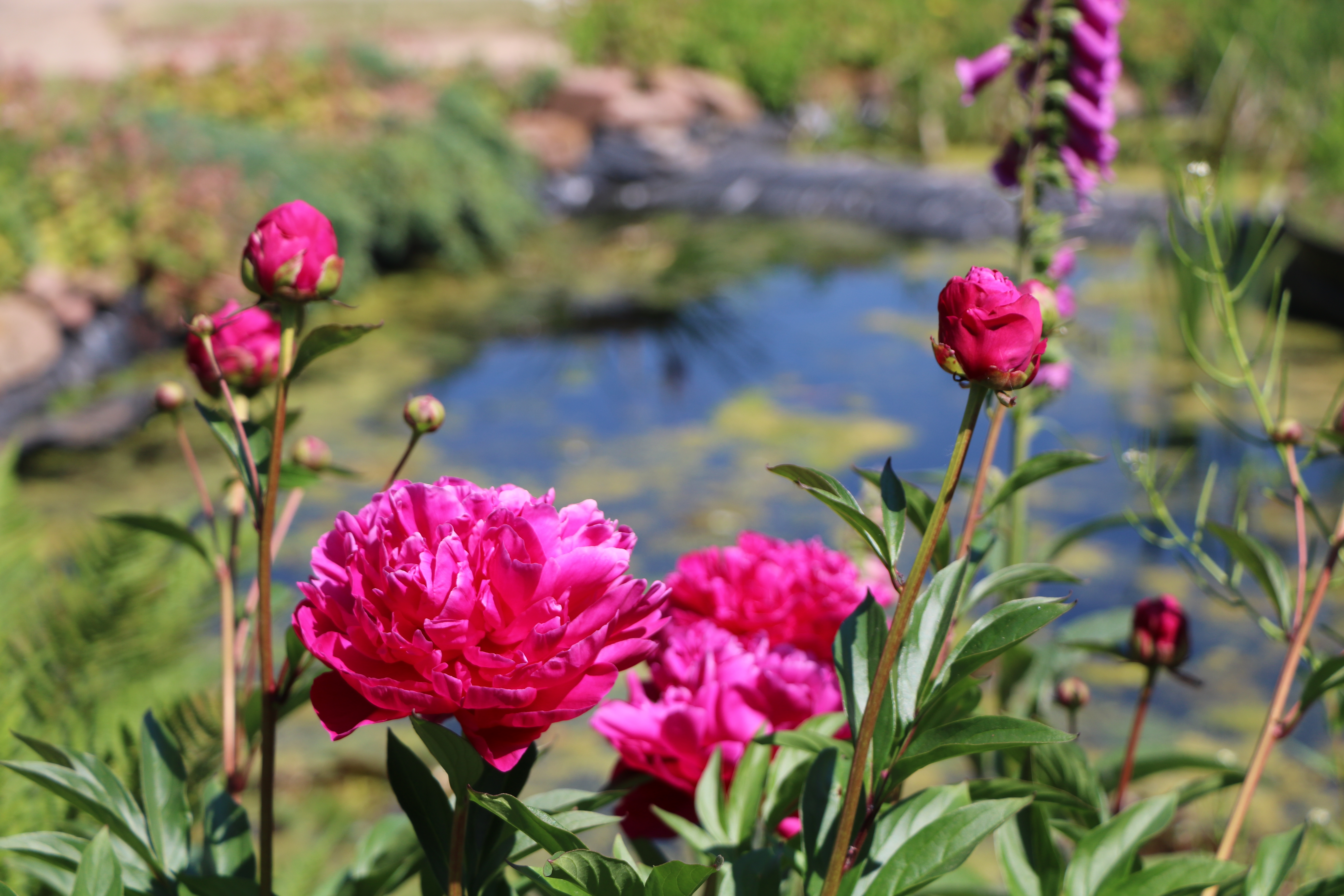 Roses in the Royal Artillery Garden