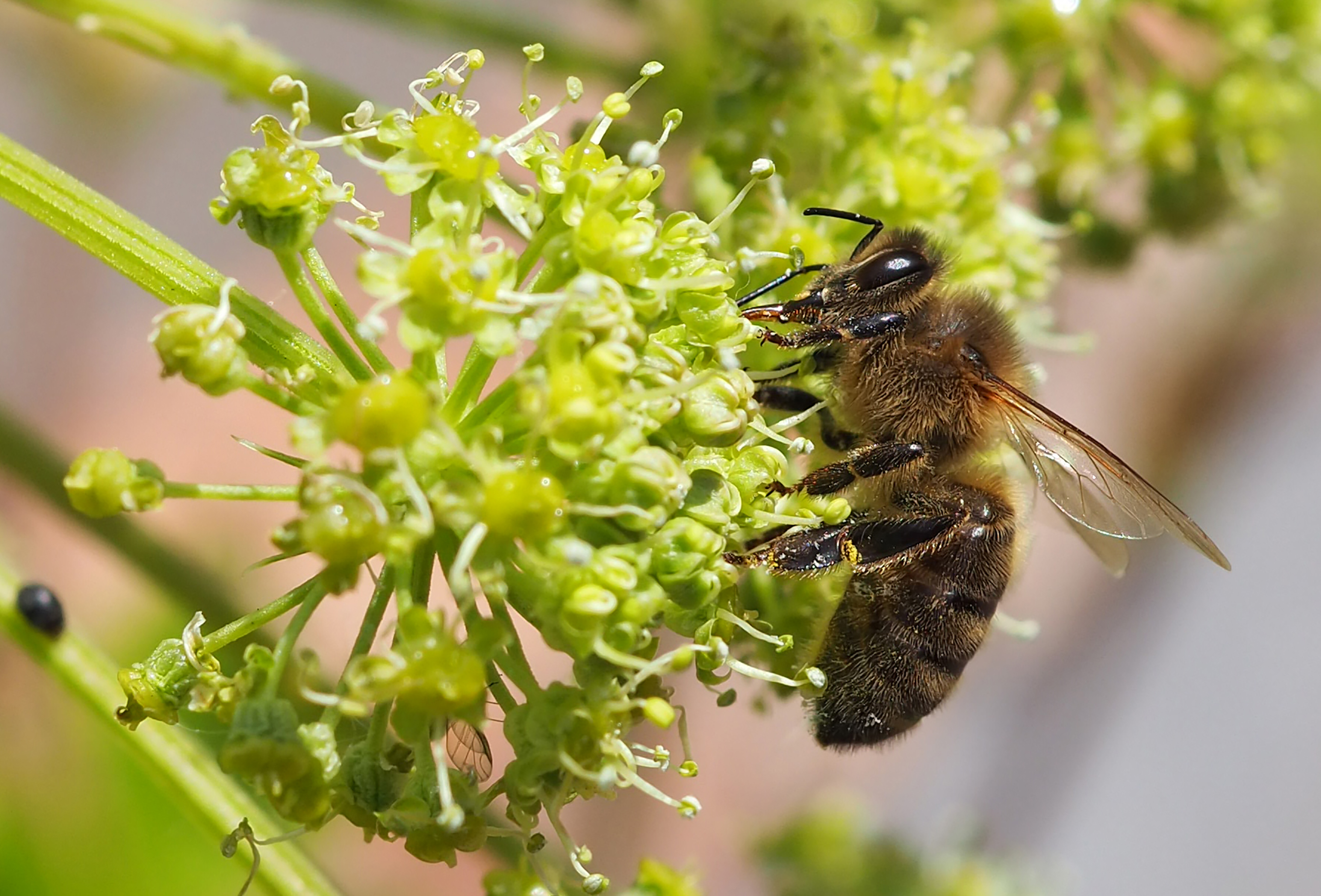 Bees at the Arboretum