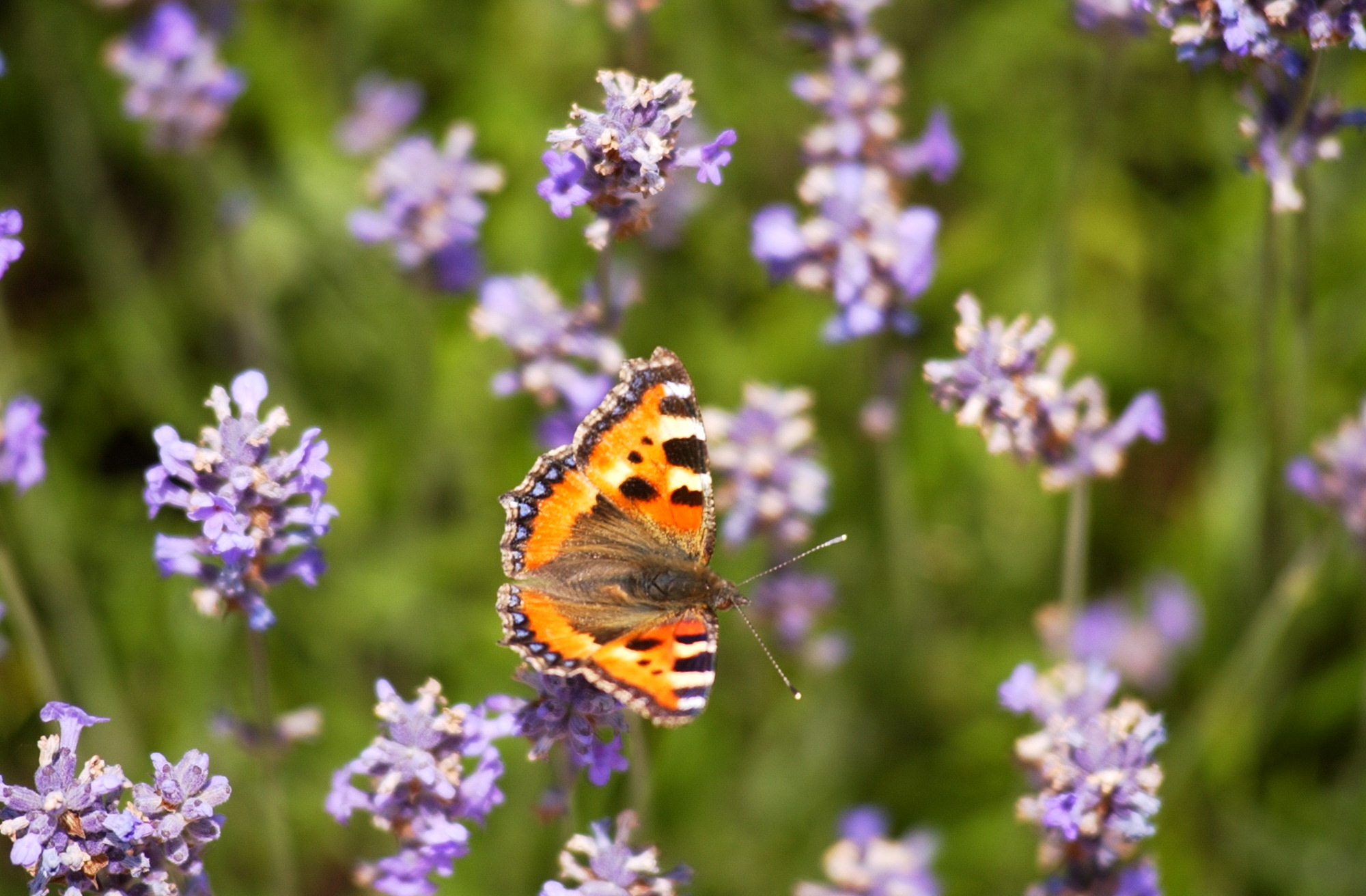 A orange butterfly on purple flowers
