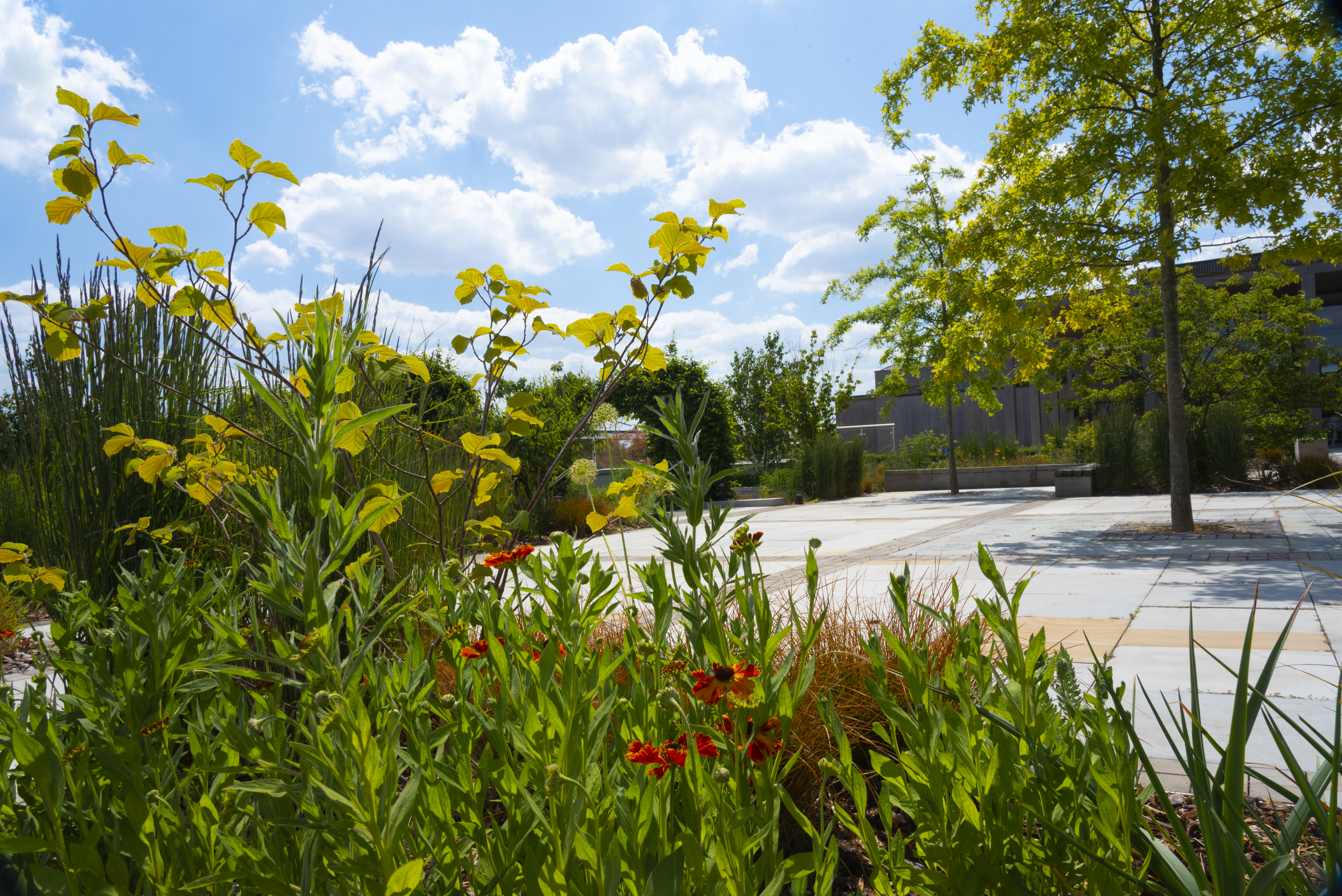 Planting in Heroes' Square