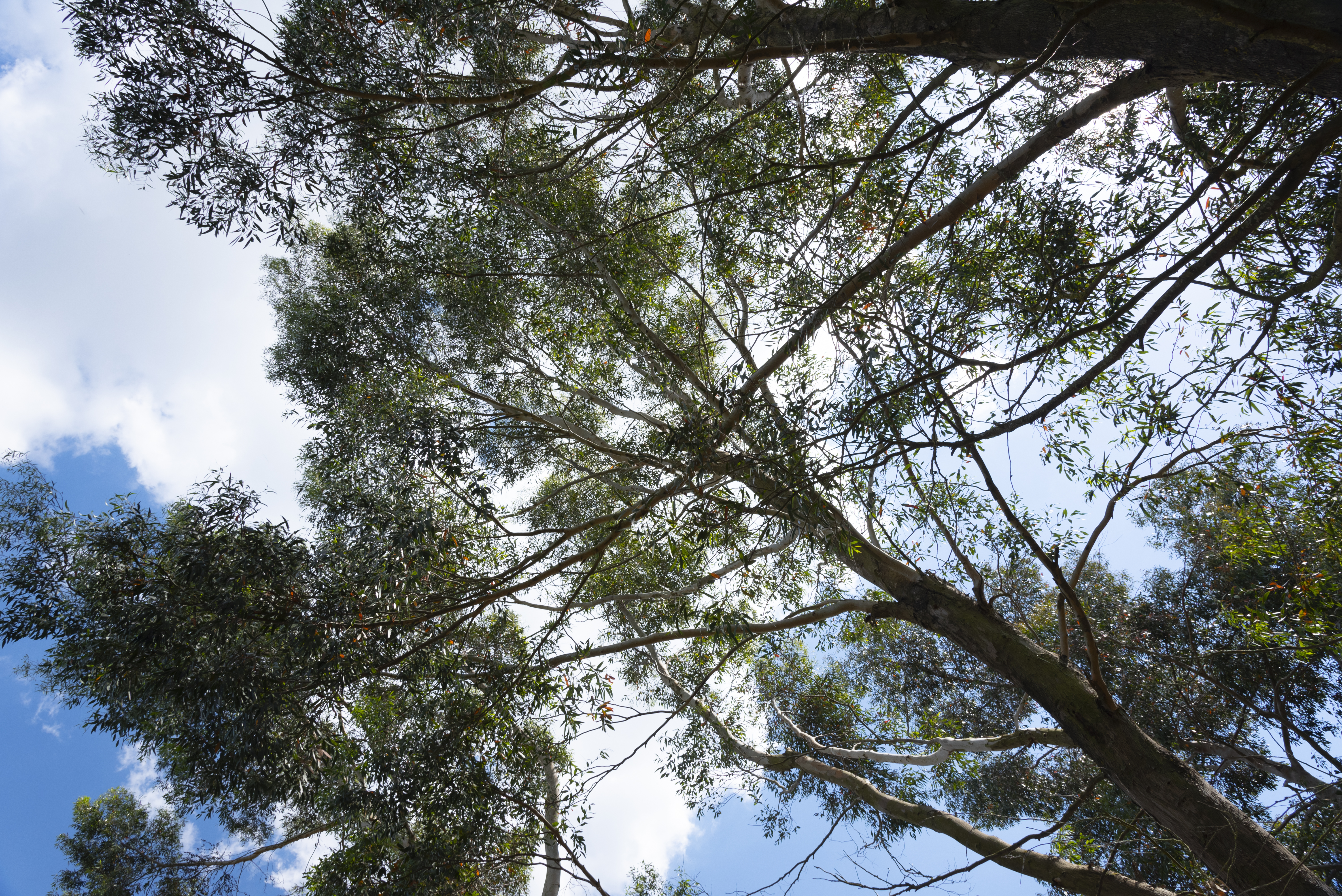 Tree Canopy From Below