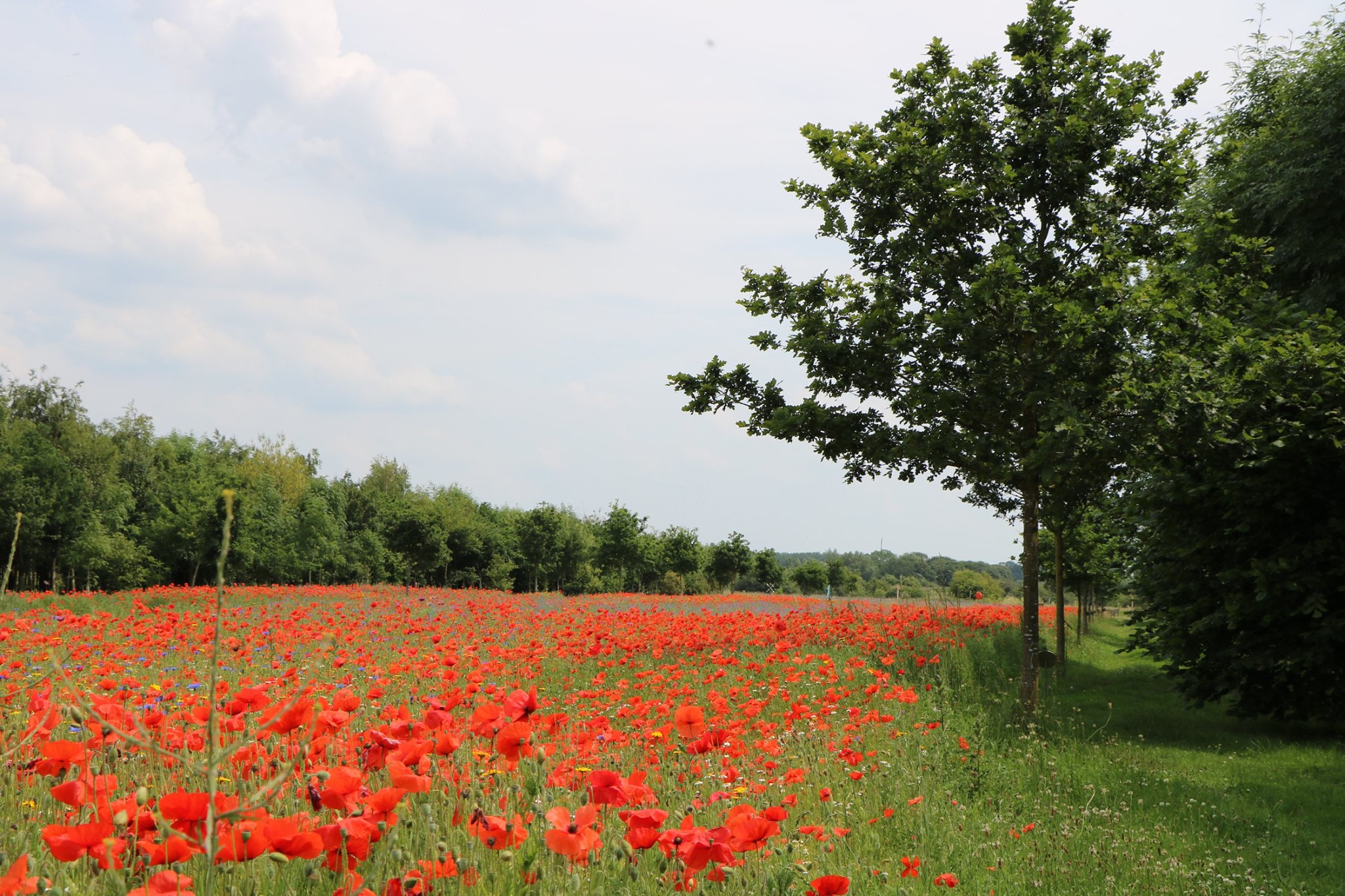 Poppy Field