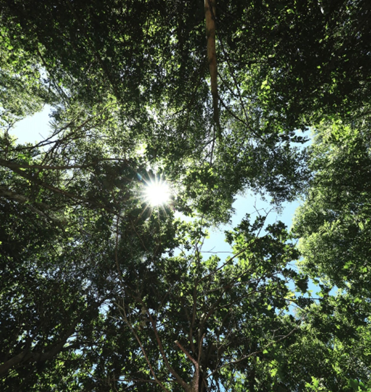 Trees at the Arboretum